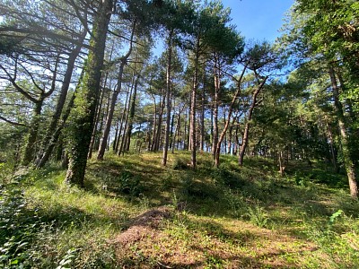 TERRAIN - HARDELOT PLAGE - VENDU